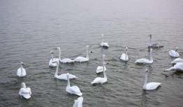 天鹅湖景区爆料信息最新,冬日浪漫之旅即将启幕